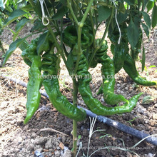 P33 Rowong f1 hybrid early maturity hot green pepper seeds special shape